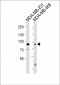 Cullin 1 Antibody